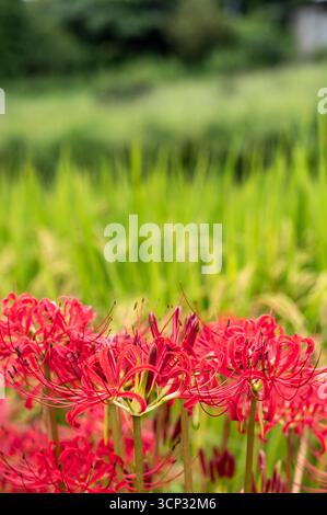 Un gros plan du cluster amaryllis, connu sous le nom de higanbana, avec des rizières luxuriantes en arrière-plan, représentant l'automne dans la campagne japonaise. Banque D'Images
