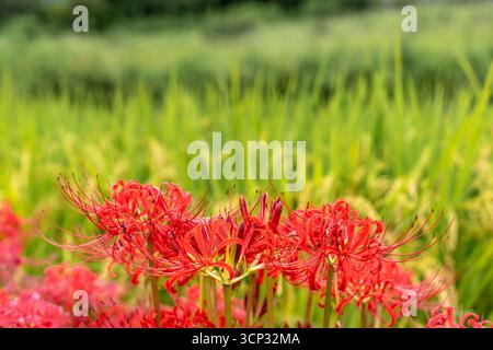 Un gros plan du cluster amaryllis, connu sous le nom de higanbana, avec des rizières luxuriantes en arrière-plan, représentant l'automne dans la campagne japonaise. Banque D'Images