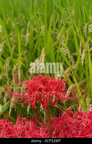 Un gros plan du cluster amaryllis, connu sous le nom de higanbana, avec des rizières luxuriantes en arrière-plan, représentant l'automne dans la campagne japonaise. Banque D'Images