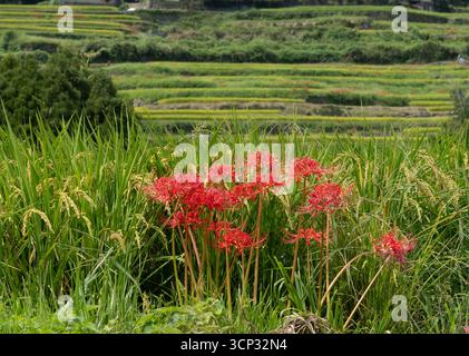 Un gros plan du cluster amaryllis, connu sous le nom de higanbana, avec des rizières luxuriantes en arrière-plan, représentant l'automne dans la campagne japonaise. Banque D'Images