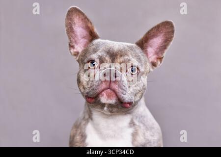 Portrait de lilas Brindle chien bouledogue français devant un fond gris Banque D'Images