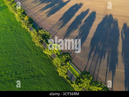 Petersdorf, Allemagne. 24 septembre 2025. Le soleil du matin projette de longues ombres depuis les arbres de l'avenue sur un champ (vue aérienne avec un drone). Il n'y a guère de pluie et des températures constantes à attendre pour Berlin et Brandebourg dans les prochains jours. Le Service météorologique allemand (DWD) prévoit des températures de 16 à 18 degrés avec beaucoup de soleil aujourd'hui. Crédit : Patrick Pleul/dpa/ZB/dpa/Alamy Live News Banque D'Images