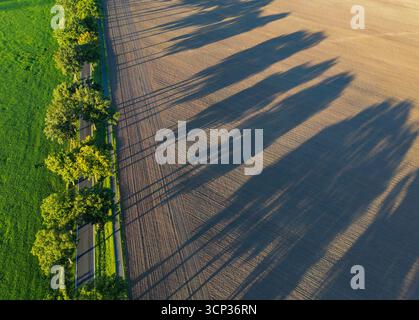 Petersdorf, Allemagne. 24 septembre 2025. Le soleil du matin projette de longues ombres depuis les arbres de l'avenue sur un champ (vue aérienne avec un drone). Il n'y a guère de pluie et des températures constantes à attendre pour Berlin et Brandebourg dans les prochains jours. Le Service météorologique allemand (DWD) prévoit des températures de 16 à 18 degrés avec beaucoup de soleil aujourd'hui. Crédit : Patrick Pleul/dpa/ZB/dpa/Alamy Live News Banque D'Images
