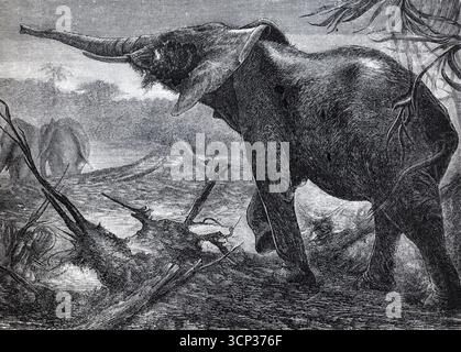 Éléphant d'Afrique (Loxodonta africana), illustration de livre historique, lithographie Banque D'Images