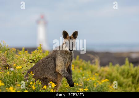 Black Swamp Wallaby (Wallabia bicolor) se dresse au milieu d'une végétation à fleurs jaunes sur la côte sud victorienne, en Australie. Banque D'Images