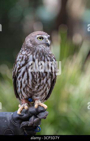 Portrait d'une chouette aboyante (*Ninox connivens*) avec plumage marbré et blanc distinctif. Banque D'Images