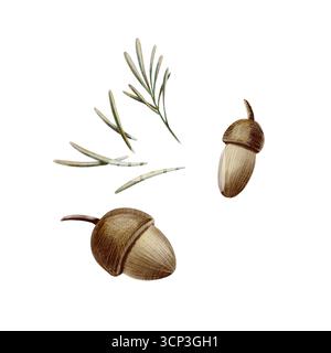 Glands joyeux avec des aiguilles d'épicéa et une petite brindille dans le style de bande dessinée, fabriqués avec des lavages d'aquarelle doux et des crayons de couleur texturés hachurage.for Banque D'Images