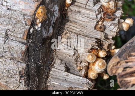 Groupe champignon sur un tronc. Un groupe de petits champignons pousse sur le bord d'un morceau de bois. Les chapeaux sont ronds et écailleux. Banque D'Images