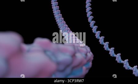 Rendu 3d de l'illustration moléculaire de l'ARN ou de l'acide ribonucléique. Banque D'Images