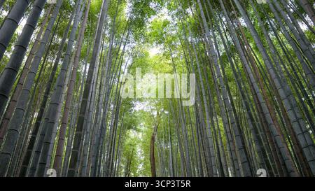 Vue d'en bas sur la forêt de bambous à Kyoto, Japon Banque D'Images