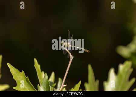 Petit mâle libellule à queue d'épingle - Onychogomphus forcipatus Banque D'Images