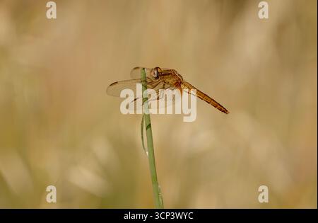 Darter écarlate ou large écarlate, libellule, femelle - Crocothemis erythraea Banque D'Images