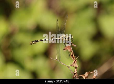 Petit mâle libellule à queue d'épingle - Onychogomphus forcipatus Banque D'Images