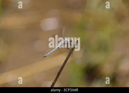 Southern Skimmer Dragonfly mâle - Orthetrum brunneum Banque D'Images