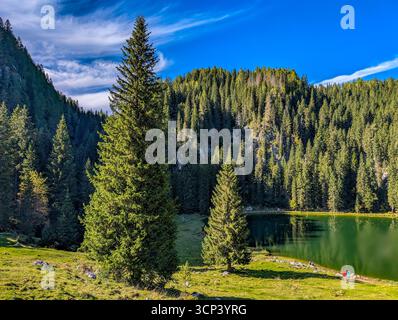 Lac Jezero Na Planini PRI Jezeru, Un lac glaciaire situé à une altitude de 1453 M, entouré par Une forêt d'épinettes sombres dans le parc national du Triglav Banque D'Images