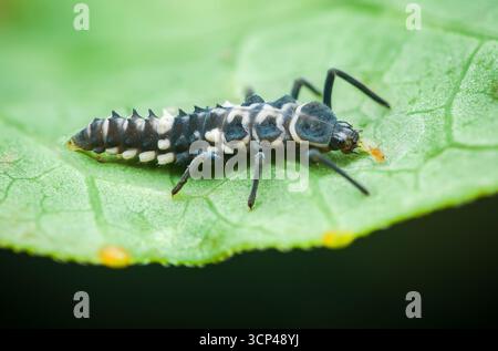Gros plan d'une larve de coccinelle se nourrissant activement de pucerons sur une feuille verte éclatante, mettant en valeur ses marques noires et blanches uniques et son corps épinglé Banque D'Images