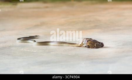 Serpent gris avalant lentement une grosse grenouille sur un sol en béton, capturant l'essence brute de la prédation de la faune et la dynamique complexe de la nourriture Banque D'Images