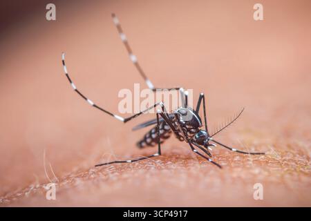 Gros plan extrême d'aedes albopictus, un moustique tigre asiatique, aspirant le sang de la peau humaine, transmettant des maladies dangereuses comme la dengue et le ZI Banque D'Images
