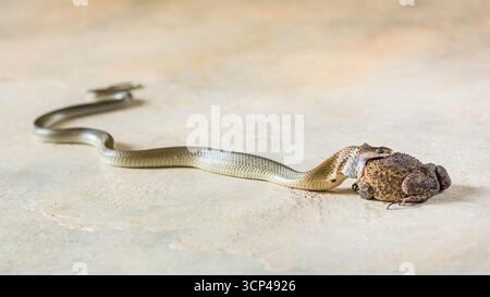 Serpent doré, ou chrysopelea ornata, avalant lentement un grand crapaud sur béton, illustrant la lutte intense pour la survie dans la nature Banque D'Images