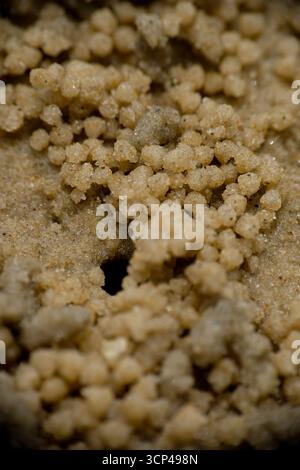 Gros plan de boules de sable faites par le crabe barboteur de sable sur la plage Banque D'Images