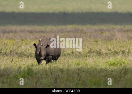 Vue d'un rhinocéros se tenant paisiblement dans les prairies vertes et jaunes vibrantes avec des oiseaux perchés sur son dos, Seronera, région de Mara, Tanzanie. Banque D'Images