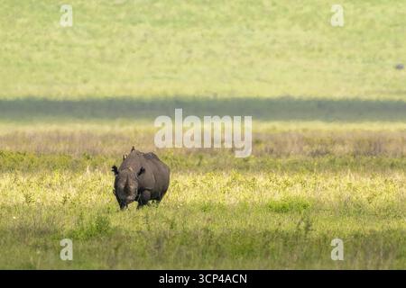 Vue d'un rhinocéros debout majestueusement dans un champ vert vibrant sous les rayons du soleil, mettant en valeur la beauté de la faune, Seronera, région de Mara, Tanzanie. Banque D'Images