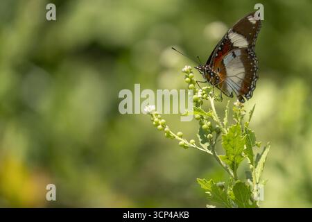 Vue d'un papillon marron, blanc et orange saisissant délicatement perché sur une plante verte vibrante avec des fleurs blanches bourgeonnantes, Seronera, région de Mara, Tanzanie. Banque D'Images