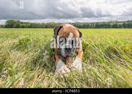 Jeune chien boxeur allemand doré ludique de race pure jouant en plein air par une journée ensoleillée. Banque D'Images