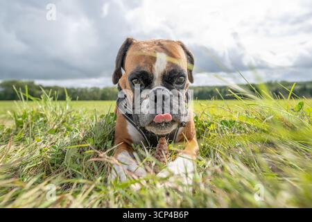 Jeune chien boxeur allemand doré ludique de race pure jouant en plein air par une journée ensoleillée. Banque D'Images