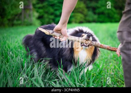 Chien mignon collie rought dans l'herbe profonde tirant un bâton avec un homme Banque D'Images