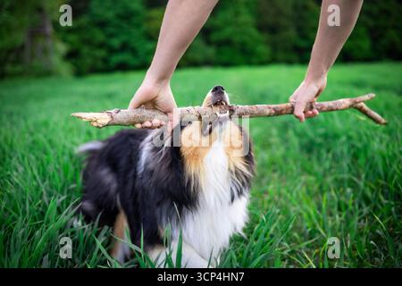 Chien mignon collie rought dans l'herbe profonde tirant un bâton avec un homme Banque D'Images