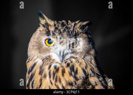 L'image en gros plan de l'aigle-hibou eurasien (Bubo bubo). C'est l'une des plus grandes espèces de hibou. touffes d'oreilles distinctives, avec des parties supérieures qui sont tachetées Banque D'Images