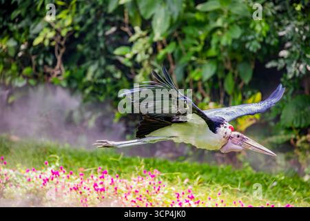 La cigogne marabou (Leptoptilos crumenifer) vole dans le ciel. Un grand échassier de la famille des cigognes Ciconiidae. Il se reproduit en Afrique au sud du Sah Banque D'Images