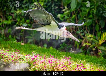 La cigogne marabou (Leptoptilos crumenifer) vole dans le ciel. Un grand échassier de la famille des cigognes Ciconiidae. Il se reproduit en Afrique au sud du Sah Banque D'Images