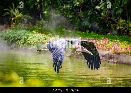 La cigogne marabou (Leptoptilos crumenifer) vole dans le ciel. Un grand échassier de la famille des cigognes Ciconiidae. Il se reproduit en Afrique au sud du Sah Banque D'Images