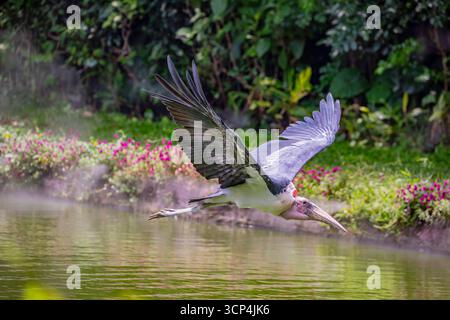 La cigogne marabou (Leptoptilos crumenifer) vole dans le ciel. Un grand échassier de la famille des cigognes Ciconiidae. Il se reproduit en Afrique au sud du Sah Banque D'Images