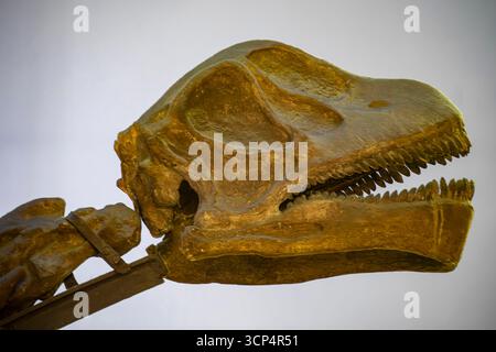 Guangzhou Chine 30 août 2025 : le fossile de crâne coulé de dinosaures de Chine dans Guangdong Museum. C'est la tête de Mamenchisaurus hochuanensis, whi Banque D'Images