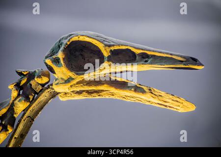 Guangzhou Chine 30 août 2025 : Archaeornithomimus asiaticus (ancien imitation d'oiseaux) dans le musée Guangdong. Un genre de dinosaure théropode ornithomimosaurien Banque D'Images
