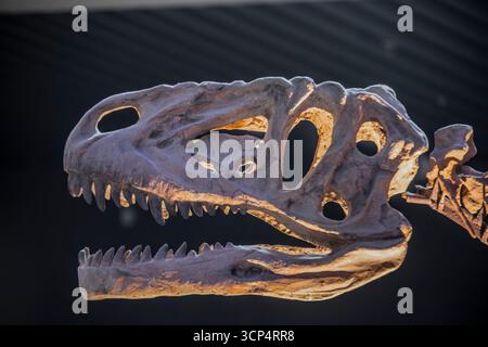 Guangzhou Chine 30 août 2025 : Szechuanosaurus campi (lézard de Szechuan) dans le musée de Guangdong. un genre éteint de dinosaure théropode carnivore de t Banque D'Images