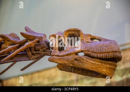 Guangzhou Chine 30 août 2025 : Shunosaurus lii ('lézard du Sichuan') au musée Guangdong. Un genre de dinosaure sauropode du Jurassique supérieur (Oxford Banque D'Images