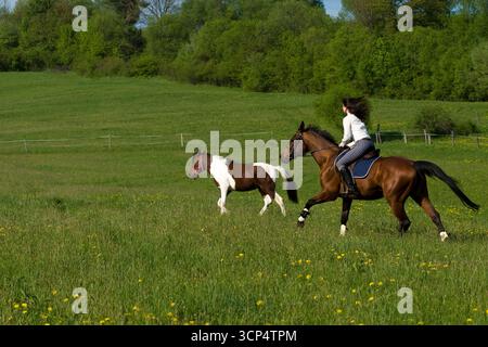 Femme galopant sur cheval brun à côté d'un cheval Pinto courir librement à travers la prairie verte, scène de sport équestre dynamique dans la campagne. Banque D'Images