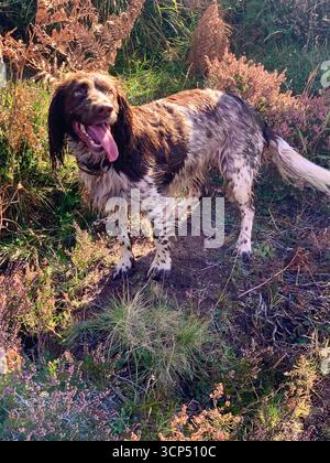 Anglais Springer Spaniel chien femelle course rapide course couru cheveux brun jolies roches langue haletant vitesse sortie regardant incroyable type tacheté pignon Banque D'Images