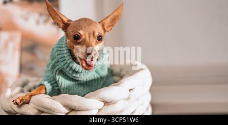 Agressif petit terrier russe jouet montre des dents et des grognements, animal domestique drôle protège sa maison, portrait de chiot mignon avec une forte émotion, chien tr Banque D'Images