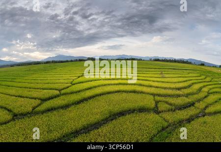Vue panoramique des rizières en terrasses sous un ciel nuageux, montrant des motifs courbes, des plantes vertes luxuriantes et une chaîne de montagnes lointaine à l'horizon. Banque D'Images