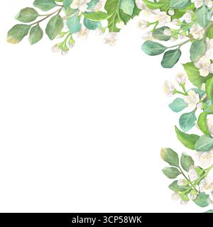 Coin supérieur droit des branches d'eucalyptus et de jasmin. Fleurs blanches et feuilles vertes. Cadre de fleurs. Clipart floral. Illustr aquarelle dessinée à la main Banque D'Images