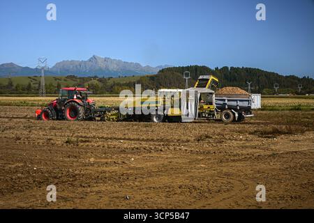 Moissonneuse-batteuse chargeant les pommes de terre récoltées dans le camion par temps clair avec des montagnes en arrière-plan. Banque D'Images