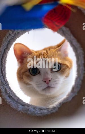 un chat au gingembre jette un coup d'œil du trou et regarde curieusement la caméra Banque D'Images