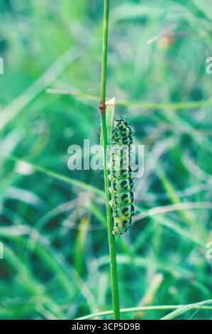burnet à cinq points (Zygaena trifolii), larve ou chenille Banque D'Images