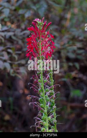 Fleur cardinale, Lobelia cardinalis Banque D'Images