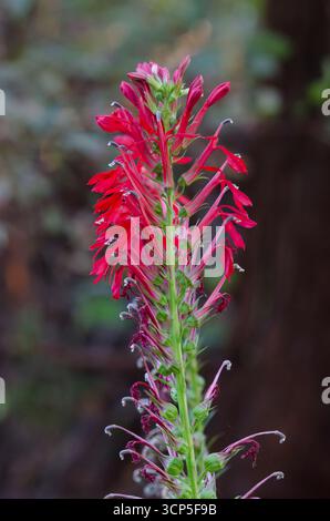 Fleur cardinale, Lobelia cardinalis Banque D'Images